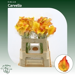 Zantedeschia Carvello 60cm