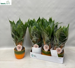 Chlorophytum Green Orange 12Ø 45cm