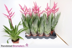 Guzmania Claire 12Ø 65cm