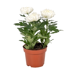 Chrysanth Cosmo Compact White 12Ø 35cm