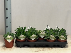 Crassula Mixed 12Ø 15cm