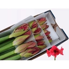 Hippeastrum Isabella 80cm