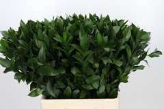 Ruscus Hypophyllum 70cm