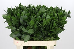 Ruscus Hypophyllum 80cm