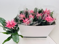 Aechmea Fasciata Primera 12Ø 50cm