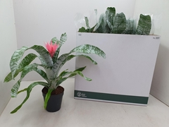 Aechmea Fasciata Primera 14Ø 55cm