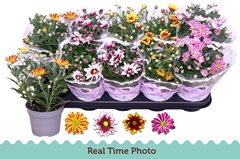 Chrysanth Mix Flower 12Ø 25cm