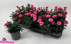 Carnation I Love U 11Ø 22cm