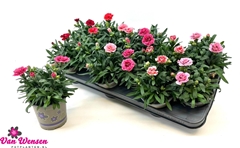 Carnation Mix 11Ø 18cm