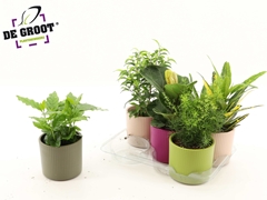 Houseplants Mix 12Ø 35cm