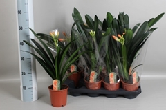 Clivia Miniata 13Ø 50cm