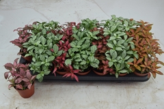 Fittonia Mix 7 Colours 8Ø 12cm