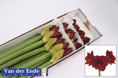 Hippeastrum Royal Velvet 75cm