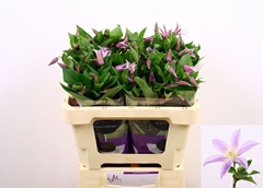 Clematis Star River 50cm