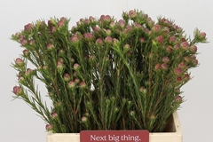Leucadendron Jubilee Crown 40cm