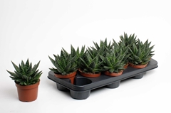 Gasteria 10Ø 15cm