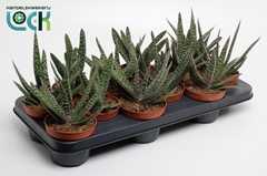 Gasteria 10Ø 15cm