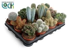 Cactus Mix 8Ø 15cm