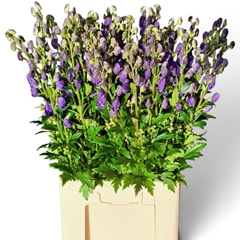 Aconitum Carmichaelii Arendsii 80cm