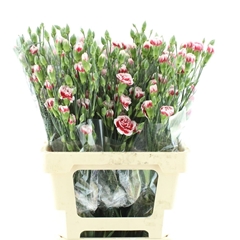 Dianthus Spray Payaso 65cm