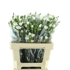 Dianthus Spray White Carmit 65cm