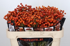 Rosa Hiphop Sunset 70cm