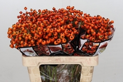 Rosa Hiphop Sunset 55cm