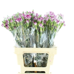 Dianthus Spray Purple Spectro 65cm