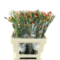 Dianthus Spray Yellow Eveline 65cm