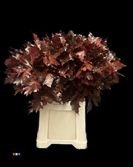 Quercus Palustris Painted Red 80cm
