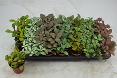 Fittonia Mix 7 Colours 8Ø 12cm