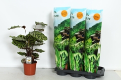 Calathea Makoyana 17Ø 60cm