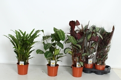 Calathea Mixed 4 Varietys 17Ø 60cm