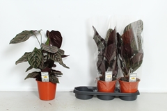 Calathea Sanderiana 19Ø 60cm