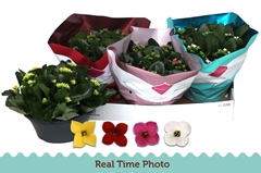 Kalanchoe Single Mix 4 Colours 23Ø 25cm