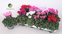 Cyclamen Super Serie Carino 10Ø 20cm