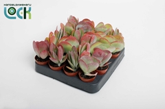 Kalanchoe Thyrsiflora 5Ø 15cm