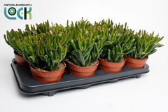 Crassula Horn Tree 12Ø 25cm