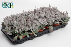 Kalanchoe Pumila 8Ø 12cm