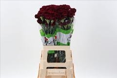 Dianthus Single Zurigo 70cm