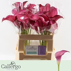 Zantedeschia Pink Jewel 55cm