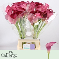 Zantedeschia Pink Jewel 70cm