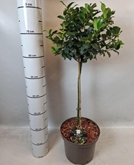 Ilex Blue Maid 23Ø 90cm