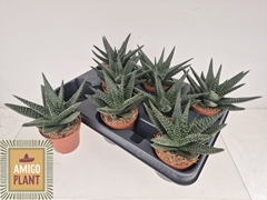 Gasterhaworthia Royal Highness 8Ø 13cm