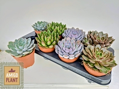 Echeveria Mix 12Ø 15cm