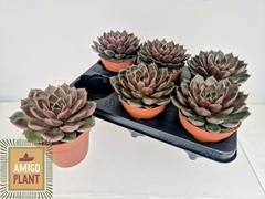 Echeveria Rosetta Mariposa 12Ø 15cm
