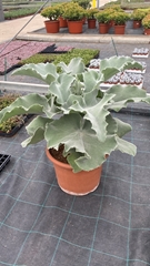 Kalanchoe Beharensis 35Ø 80cm