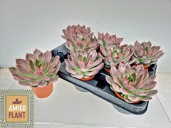 Echeveria Rosetta Morango 8Ø 13cm