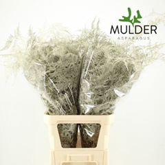 Asparagus Setaceus Painted Platinum 85cm