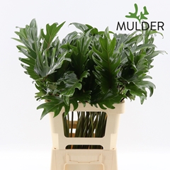 Philodendron Xanadu 65cm 15cm Hd